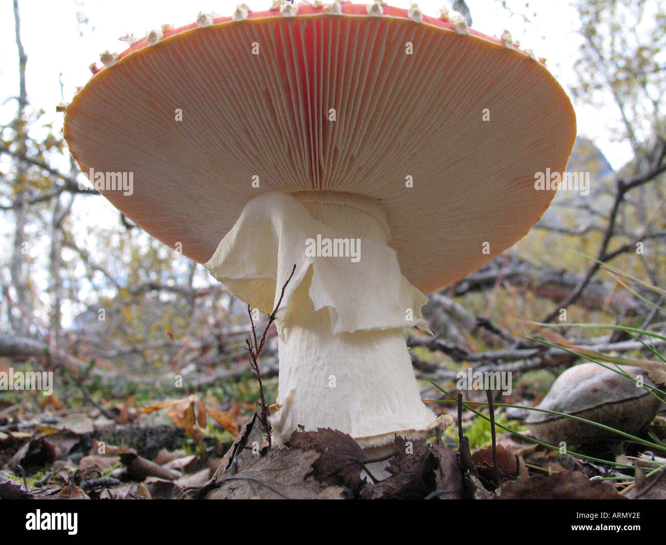 fly agaric (Amanita muscaria), from below, Germany, Tromsoe Stock Photo