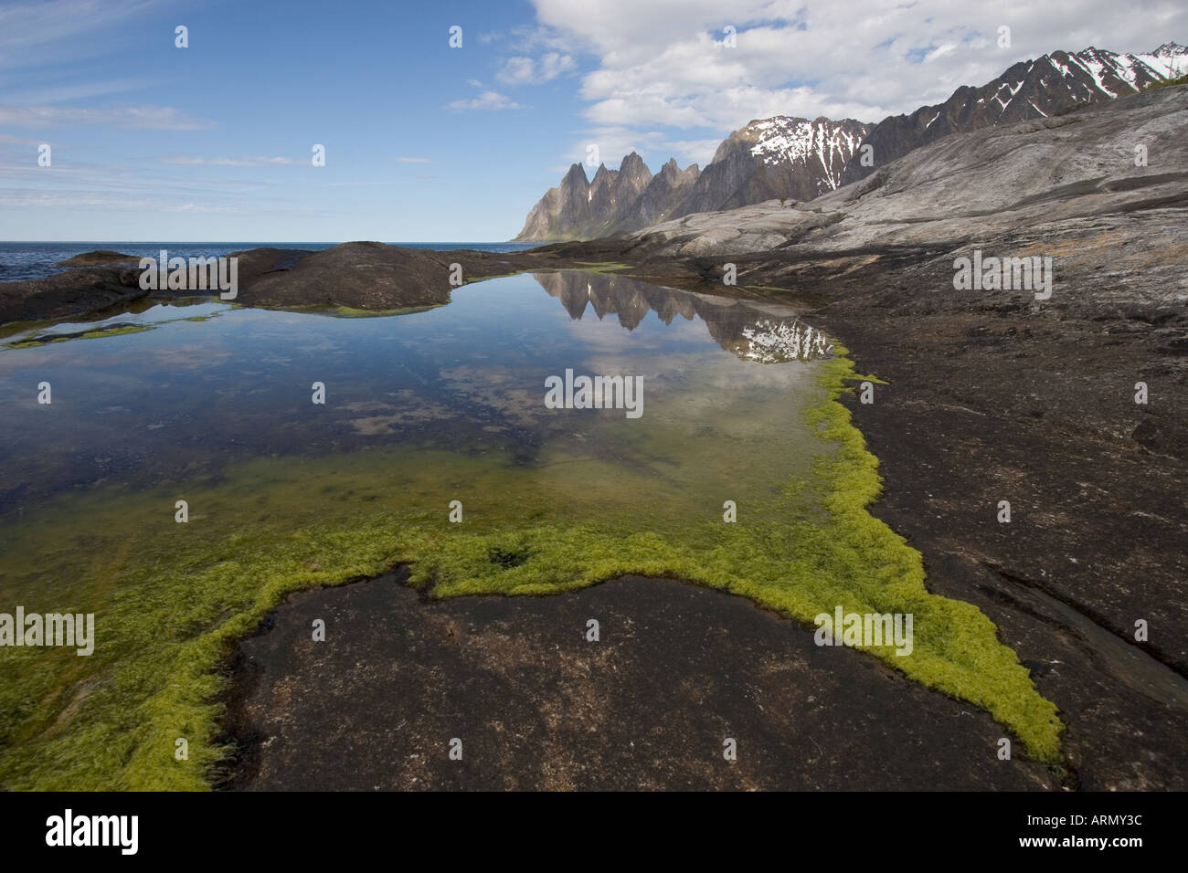 algae in pond, Norway, Troms Stock Photo