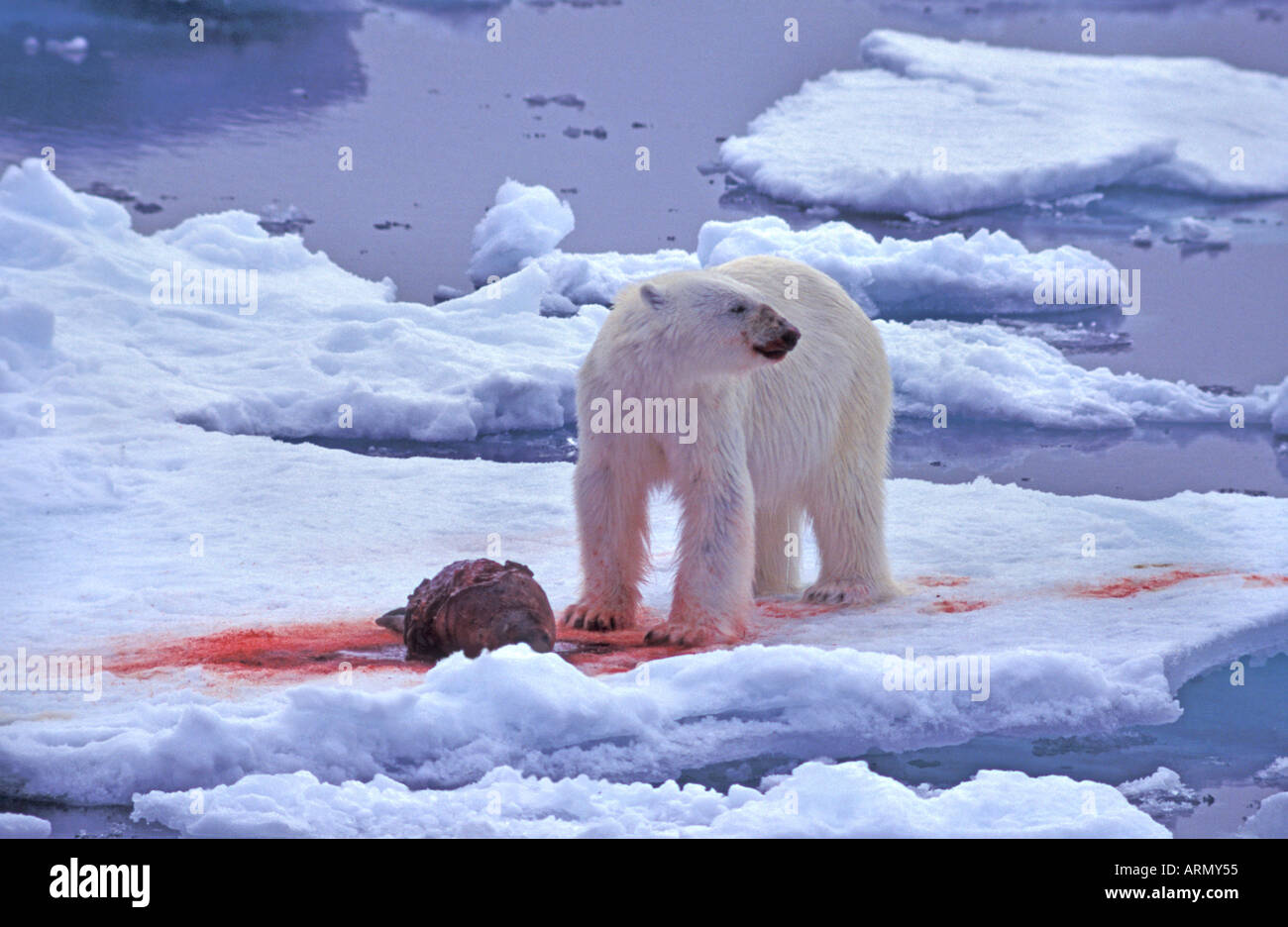 polar bear (Ursus maritimus), with captured seal, the world largest bear and carnivore, Arctic, Arctic Stock Photo
