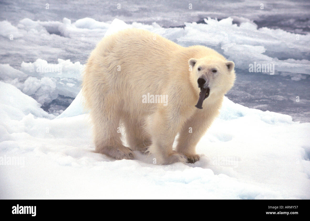 polar bear (Ursus maritimus), displaying blue tongue. Stock Photo