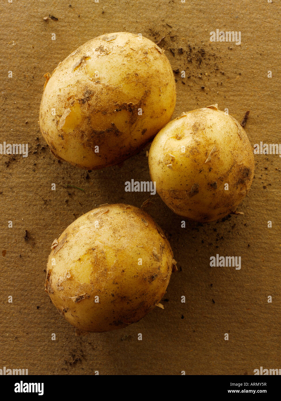 Organic new Jersey potatoes Stock Photo