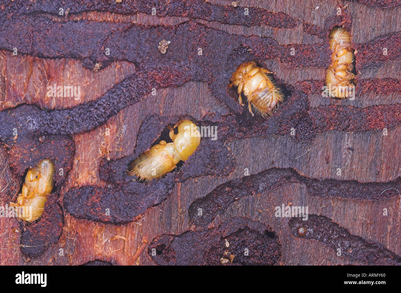 spruce bark beetle, European Spruce Bark Beetle, engraver beetle