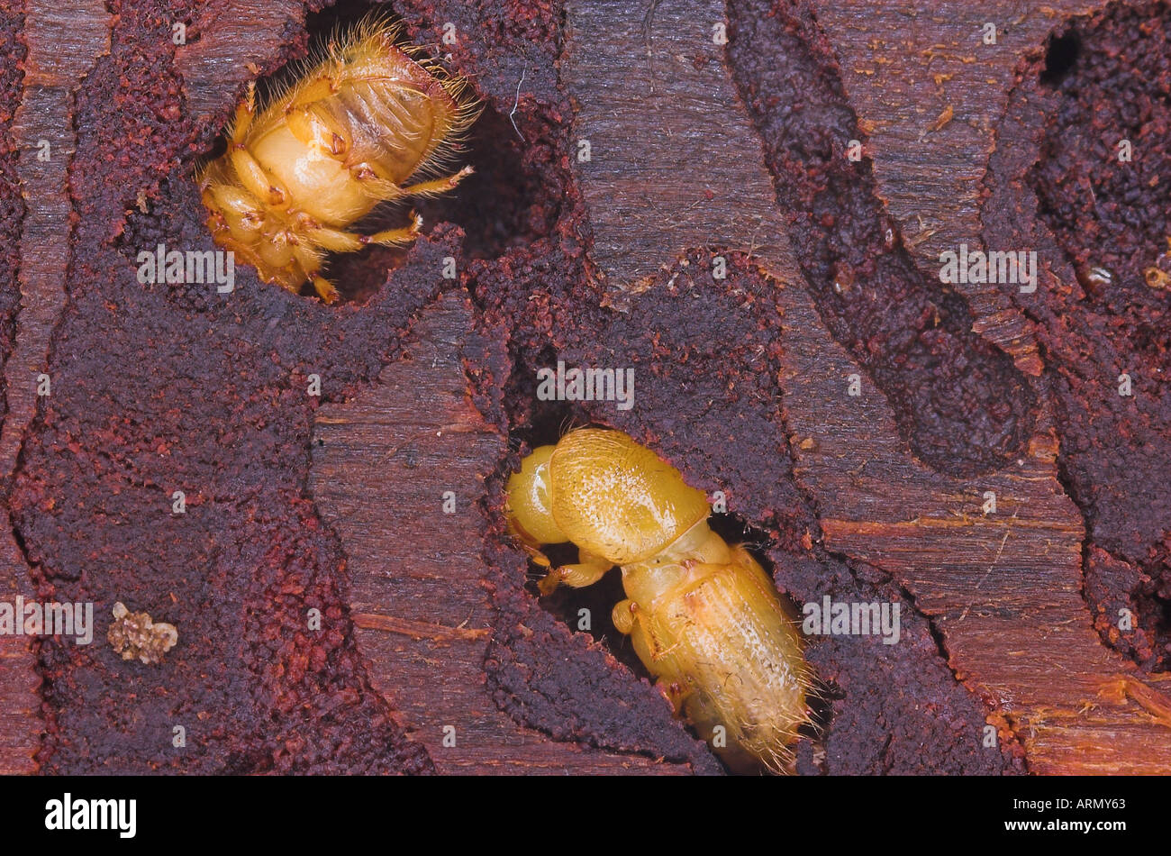 spruce bark beetle, European Spruce Bark Beetle, engraver beetle, common European engraver (Ips typographus), Germany, Bavarian Stock Photo