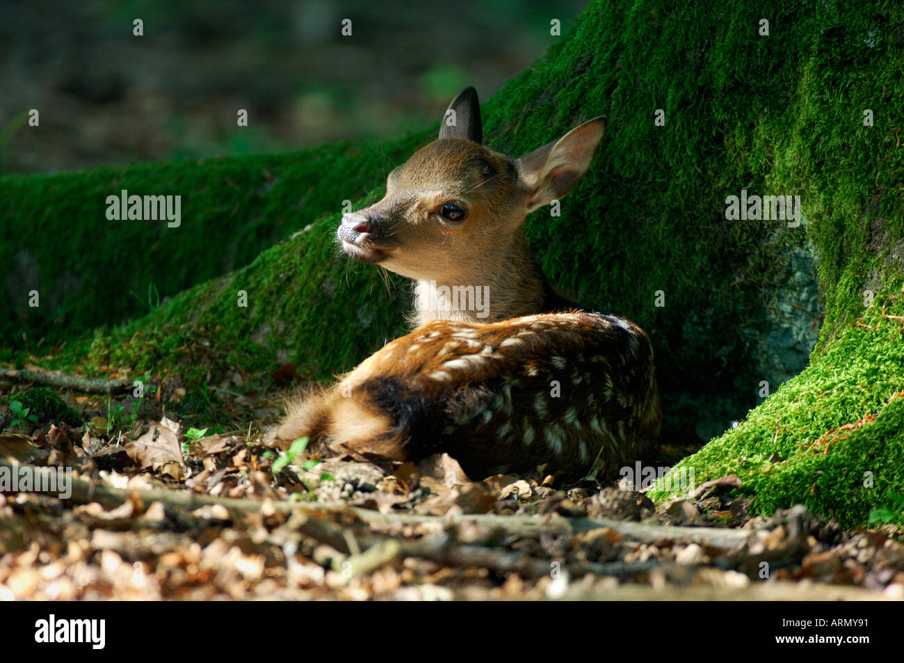 sika deer (Cervus nippon), fawn lying beside tree, Jun. Stock Photo