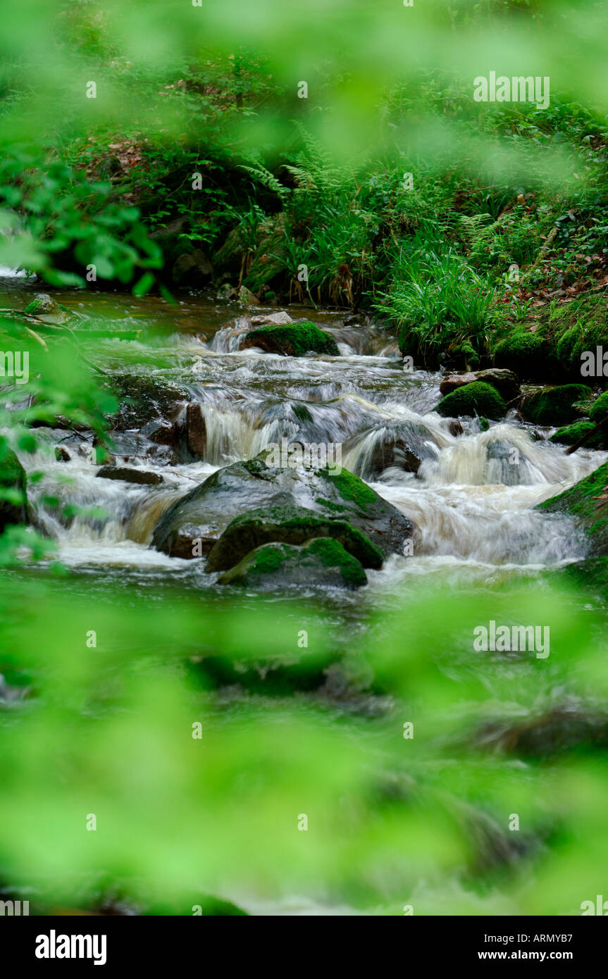 forest brook, in spring, May. Stock Photo