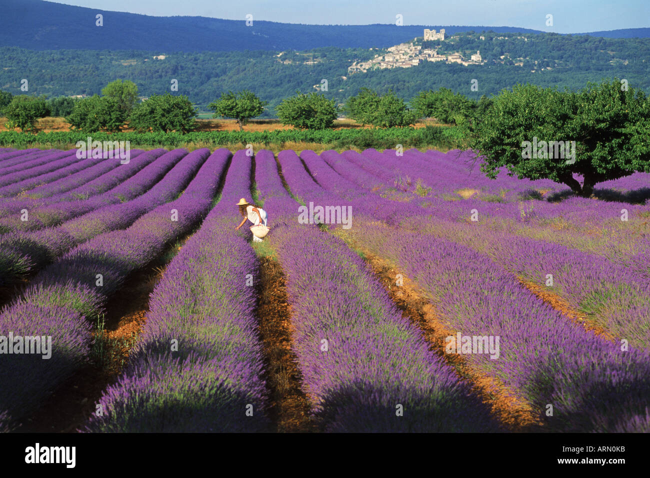 Lady in white dress in field of lavender in Provence Stock Photo