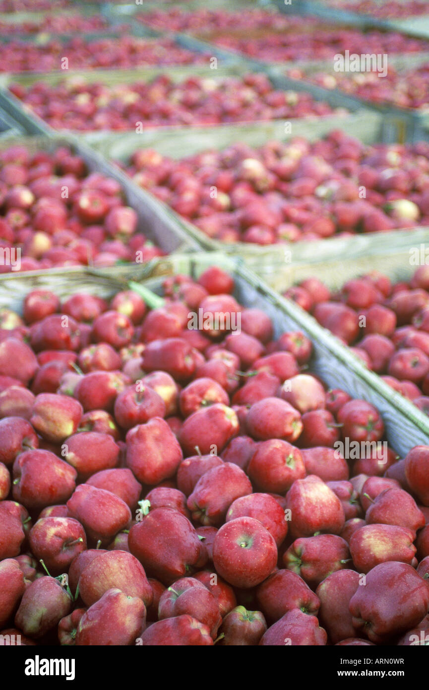 Apples harvested in crates at orchard, British Columbia, Canada Stock