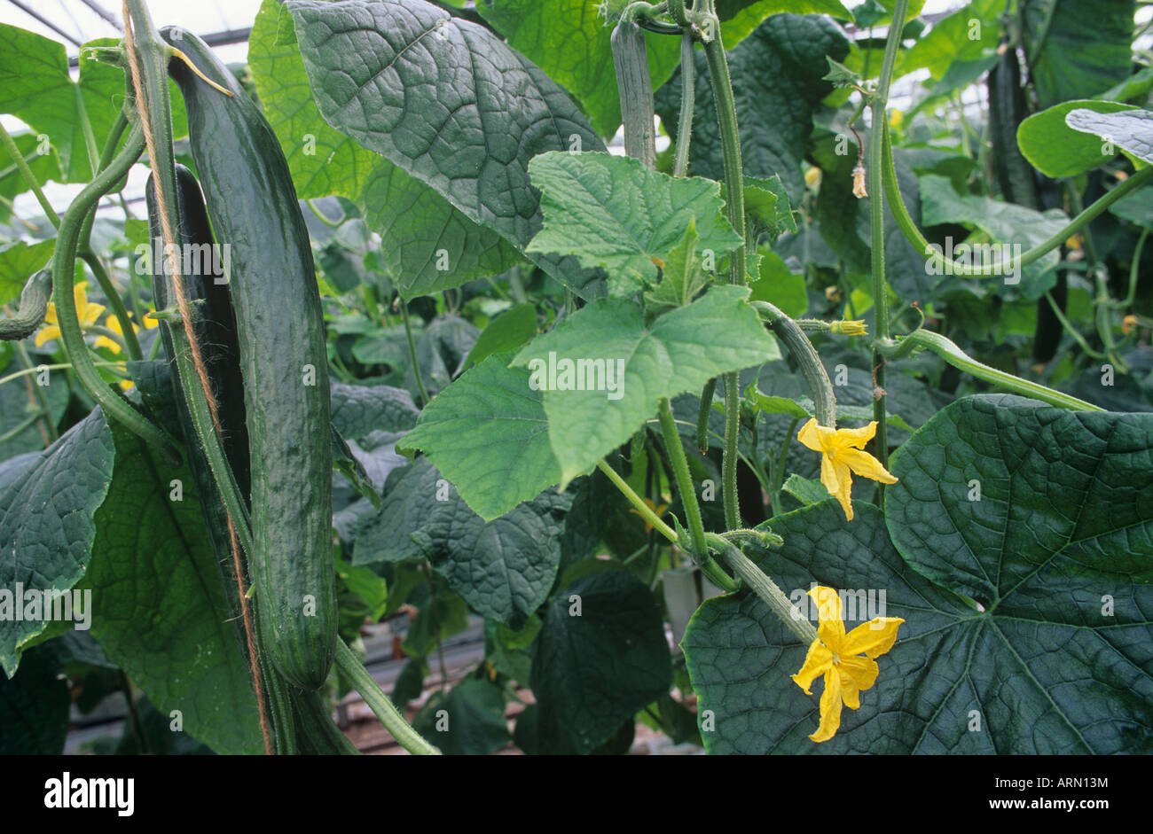 Lower Mainland, Hot House agriculture Long English Cucumbers, Lower Mainland, British Columbia