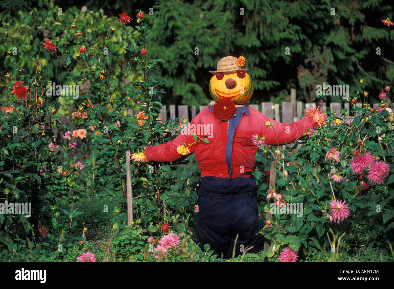Pumpkin head scarecrow, Saanich Peninsula, Vancouver Island, British