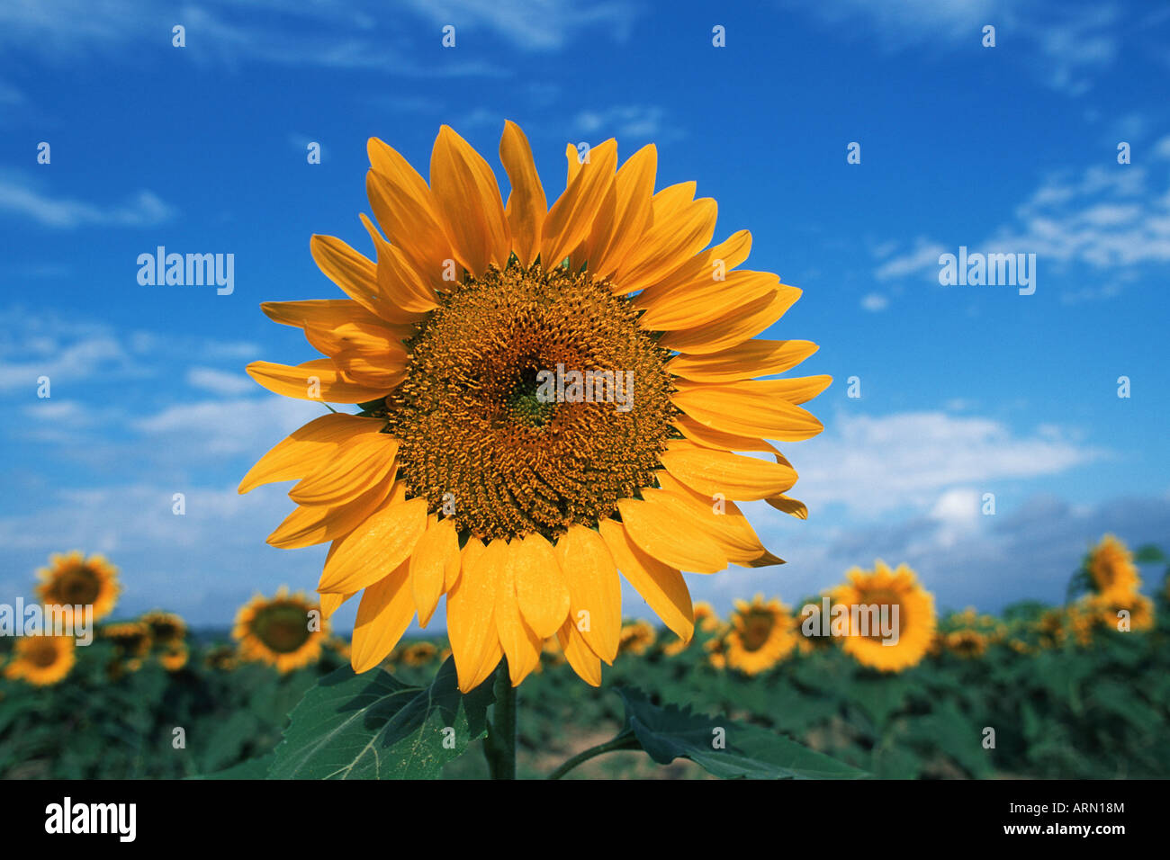 Sunflower seed head rises over the rests, British Columbia, Canada. Stock Photo