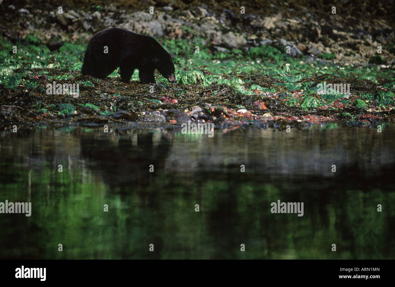 Queen Charlotte Islands, Haida Gwaii, Burnaby Dolomite Narrows, black bear forages at low tide, British Columbia, Canada Stock Photo - Alamy Queen Charlotte Islands, Haida Gwaii, Burnaby Dolomite Narrows, black bear forages at low tide, British Columbia, Canada Stock Photo - Alamy