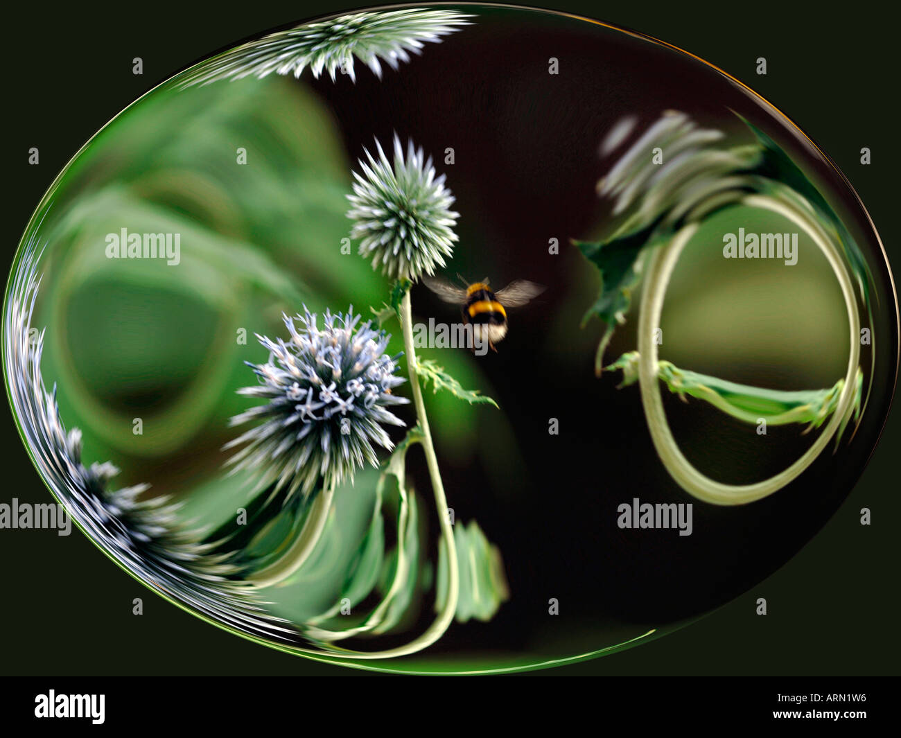 Bee flying to a global thistle stock photo alamy
