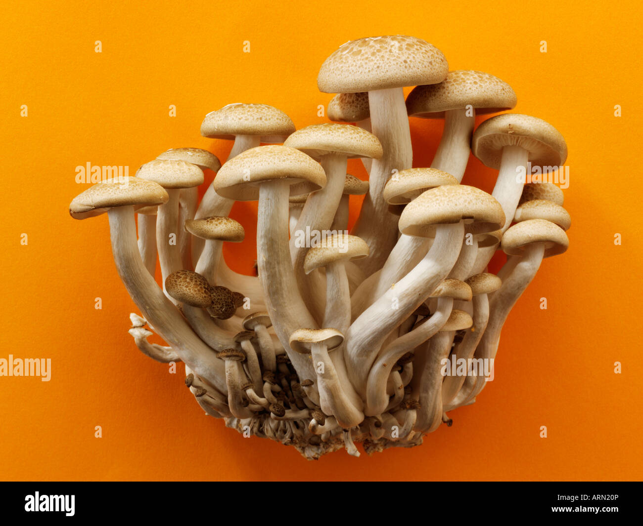 Raw  fresh Hon-Shimeji mushrooms Stock Photo