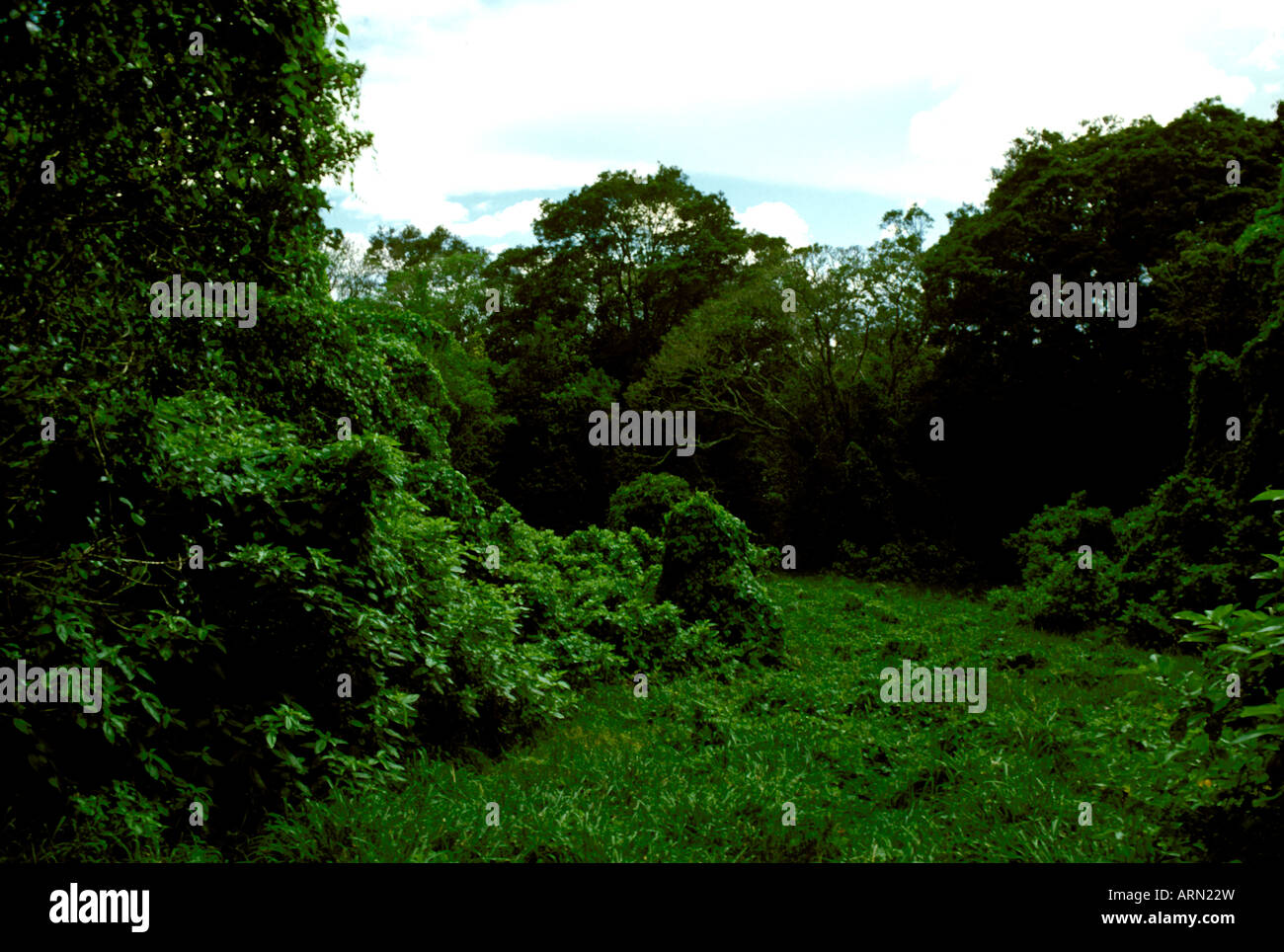 HI Hawaii Volcanoes National Park Big Island Rain Forest Bird Park