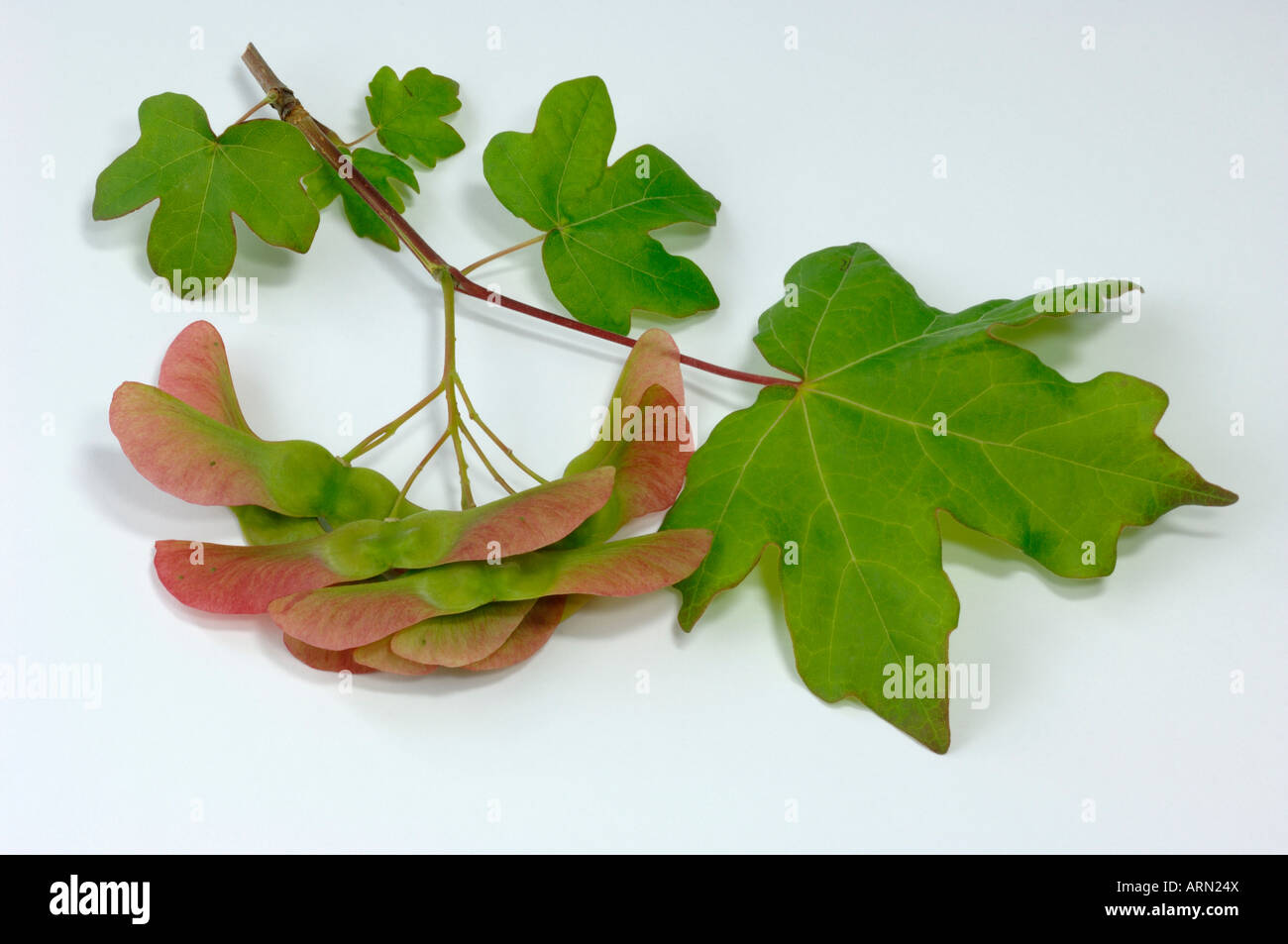 Field Maple, Hedge Maple (Acer campestre), twig with leaves and seeds