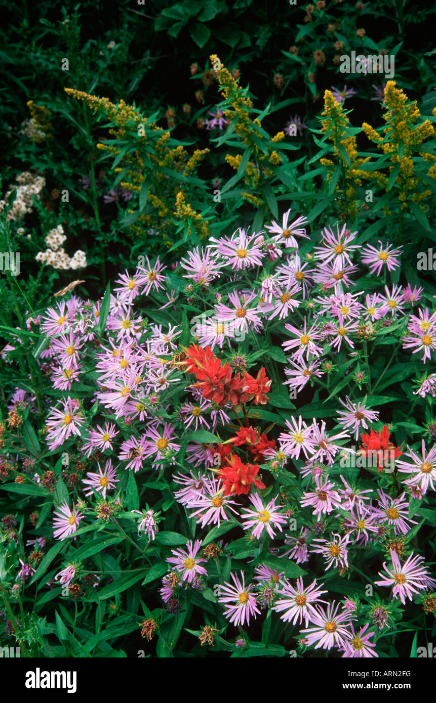 roadside vegetation, Kootenay Pass, British Columbia, Canada. Stock Photo