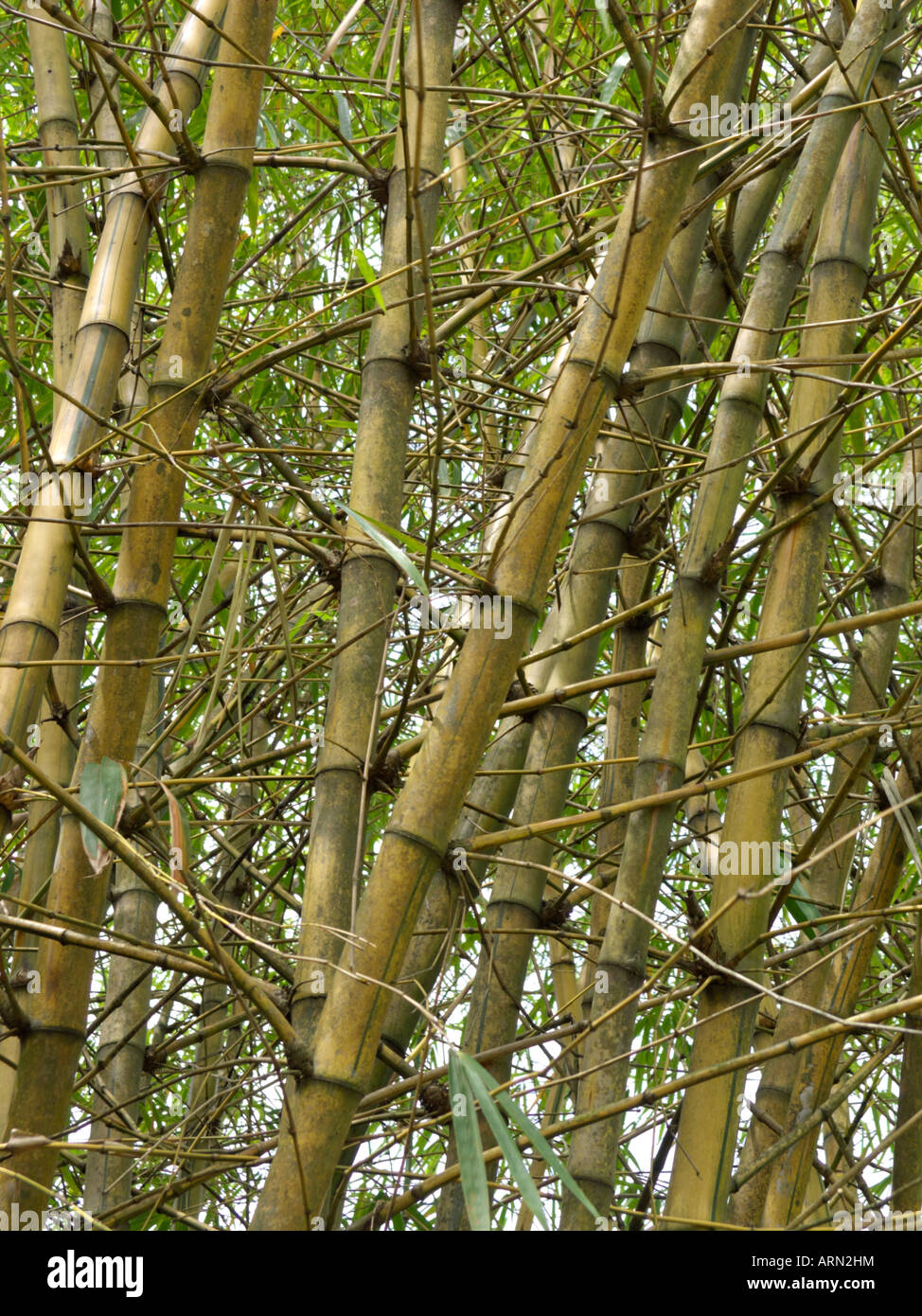 Golden bamboo (Bambusa vulgaris 'Vittata') Stock Photo