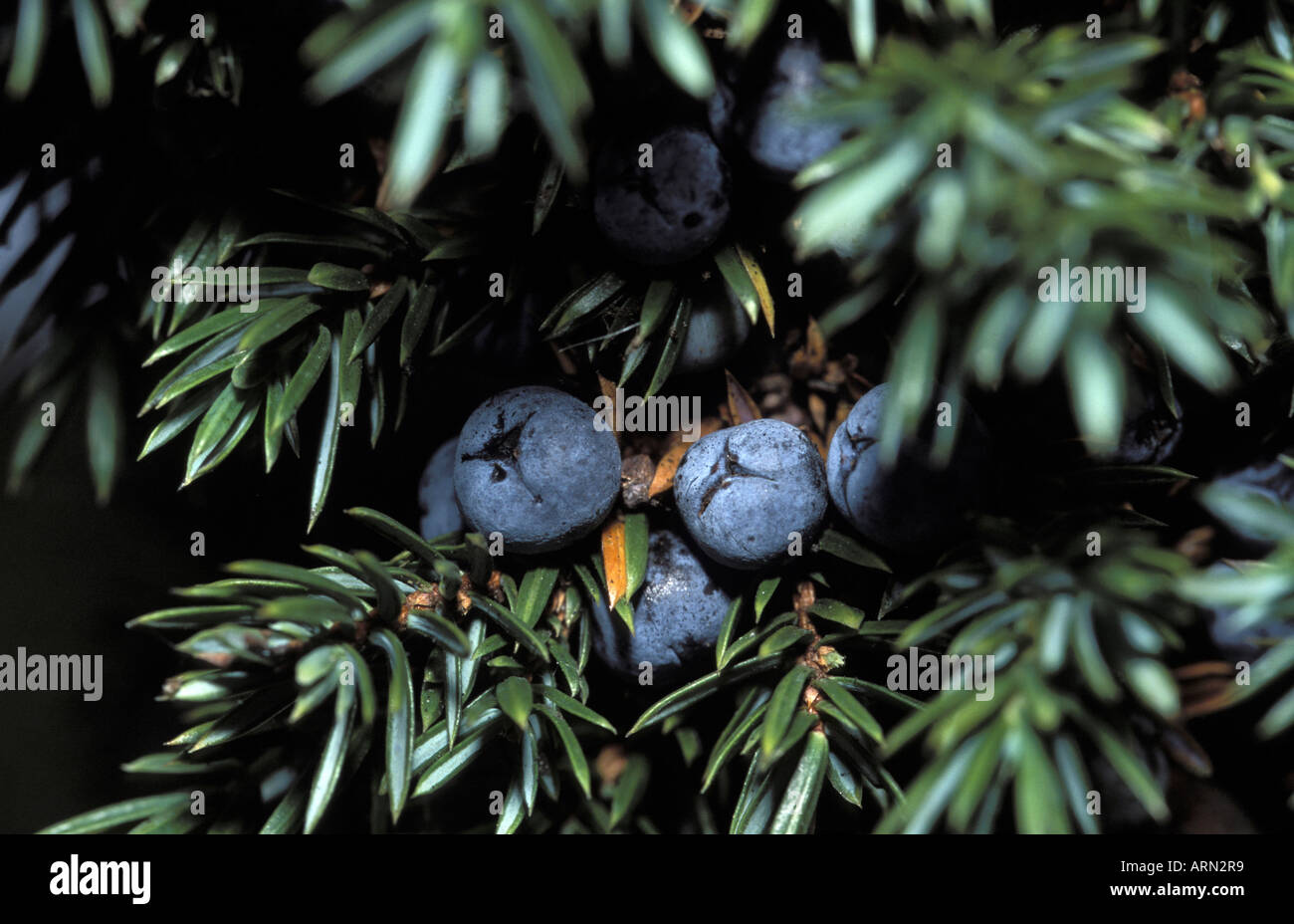 Juniper Berries on Moorhouse and Upper Teesdale National Nature Reserve Stock Photo