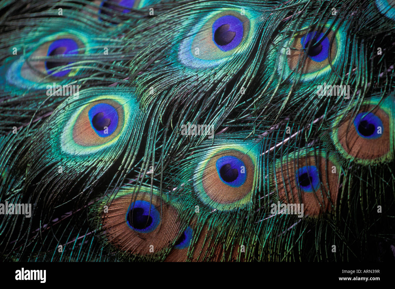 Peacock male display feathers, British Columbia, Canada Stock Photo Alamy