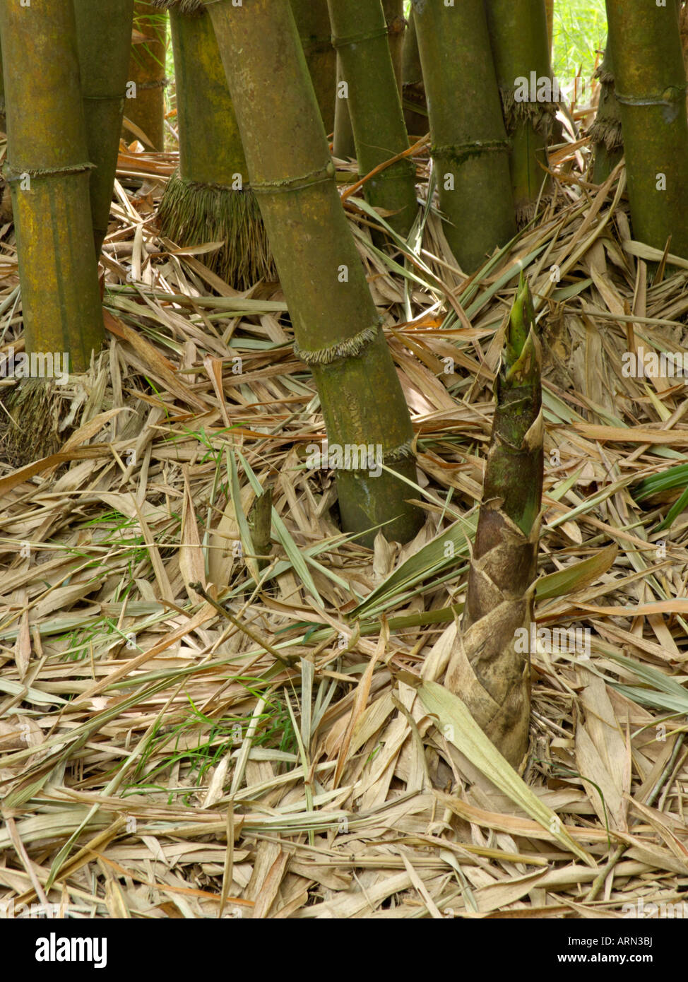 Sacred Bali bamboo (Schizostachyum brachycladum) Stock Photo