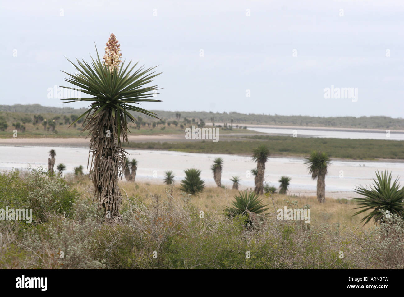 Palma Pita Yucca bayside drive Laguna Atascosa NWR texas national