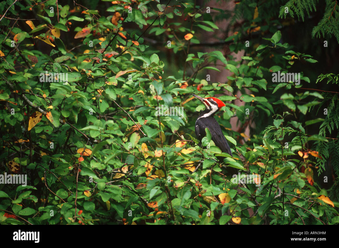 Pileated woodpecker (Dryocopus pileatus), British Columbia, Canada. Stock Photo