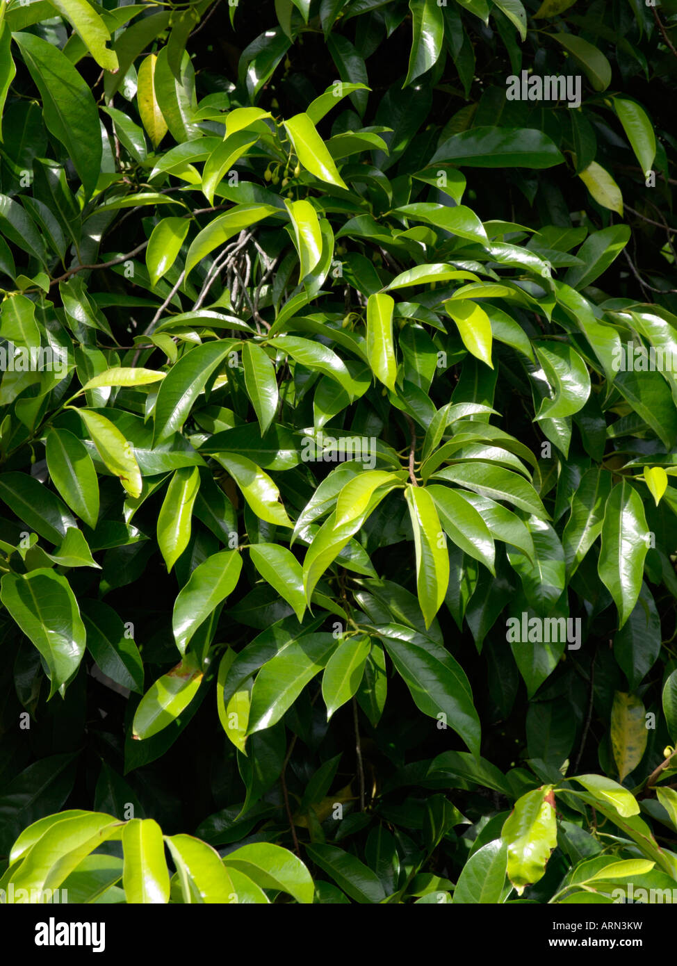 Nutmeg (Myristica fragrans) Stock Photo