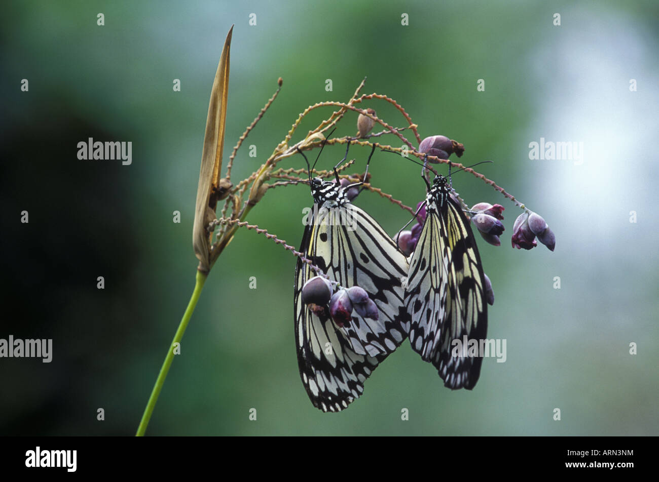 Fake butterfly white hi-res stock photography and images - Page 2 - Alamy