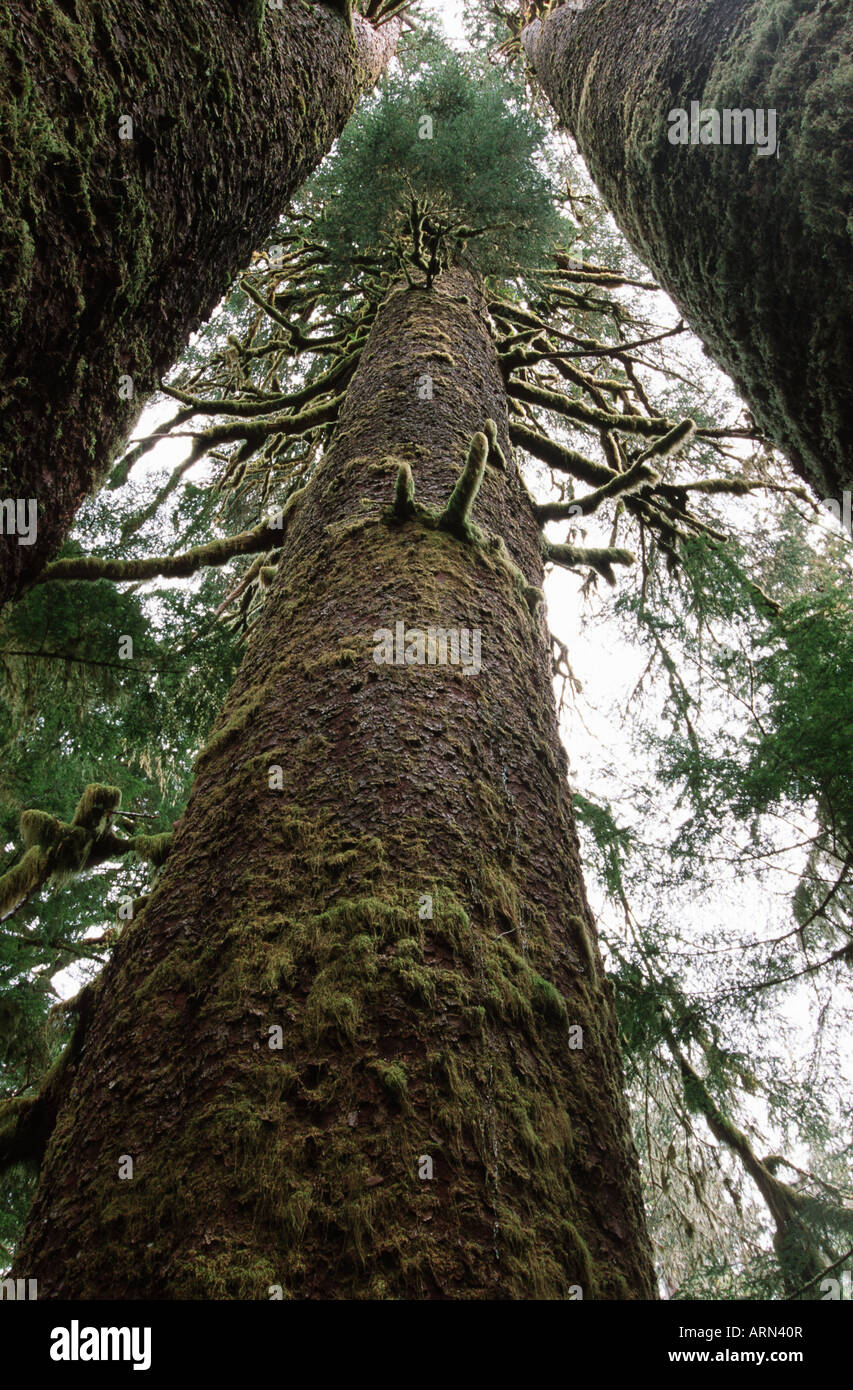 Three Sisters sitka spruce grove in the Carmanah Valley, Vancouver island, British Columbia, Canada. Stock Photo