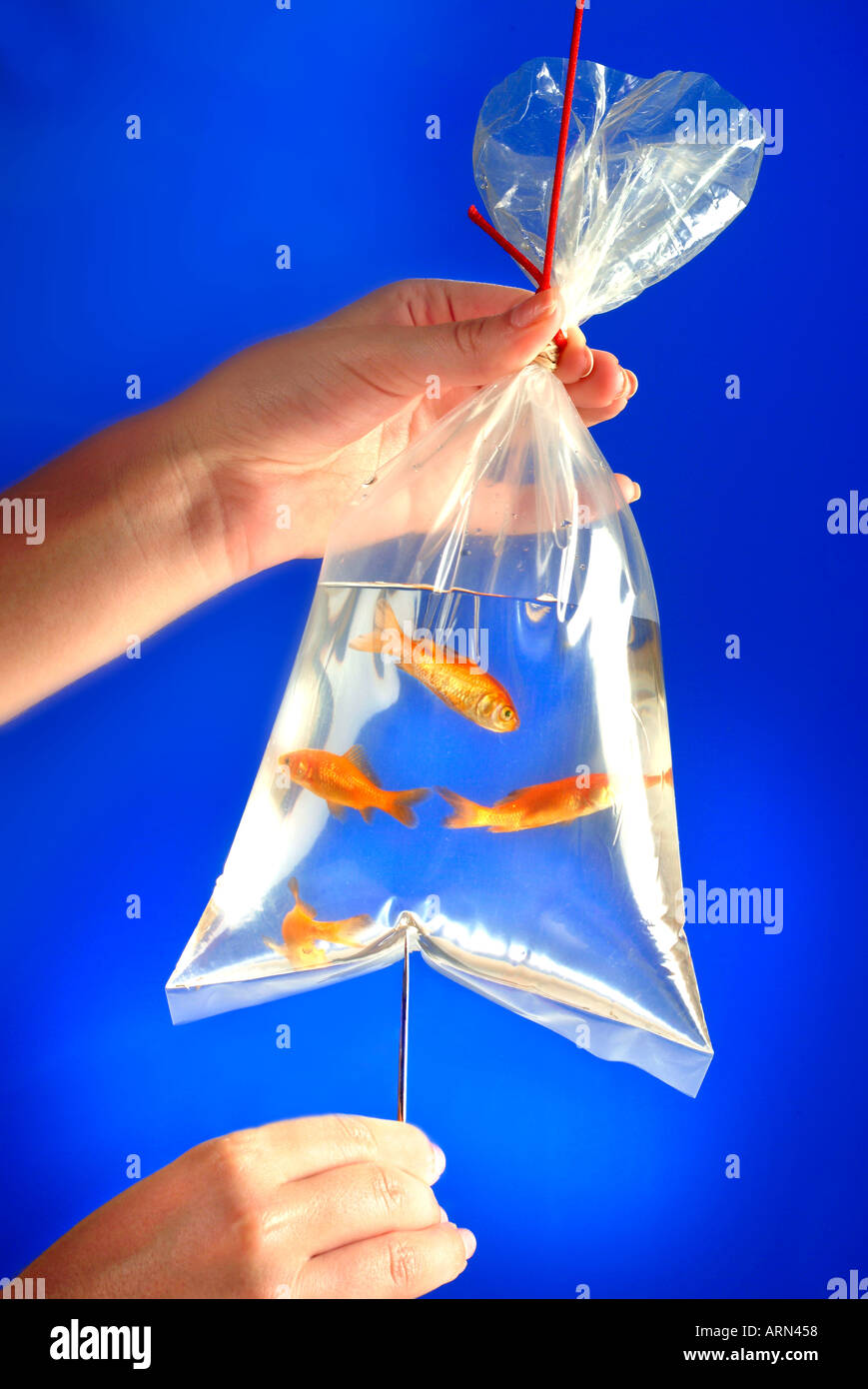 plastic Bag of goldfish Stock Photo - Alamy