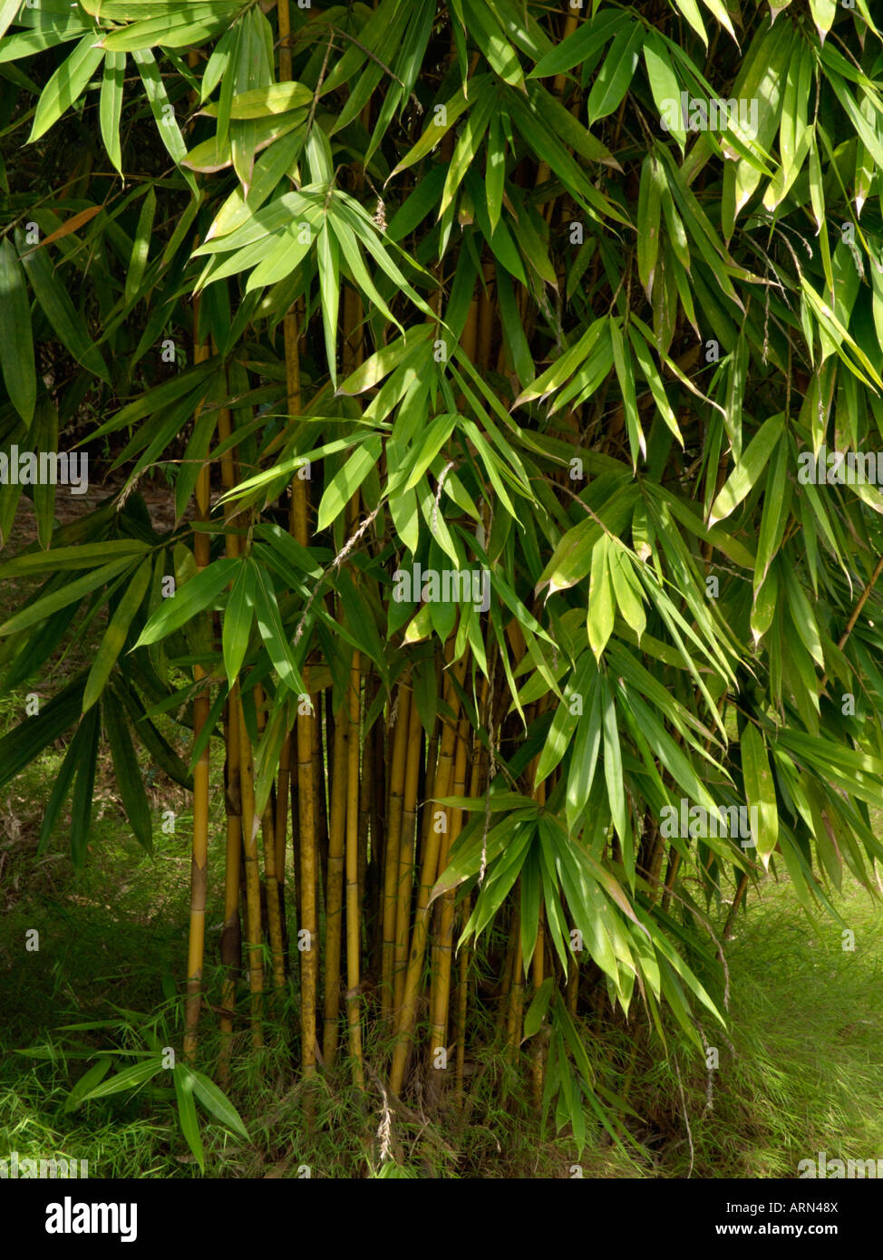 Golden bamboo (Bambusa vulgaris Stock Photo Alamy