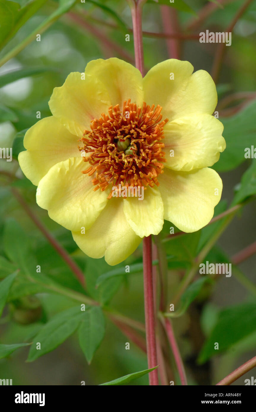 Suffructicosa hi-res stock photography and images - Alamy
