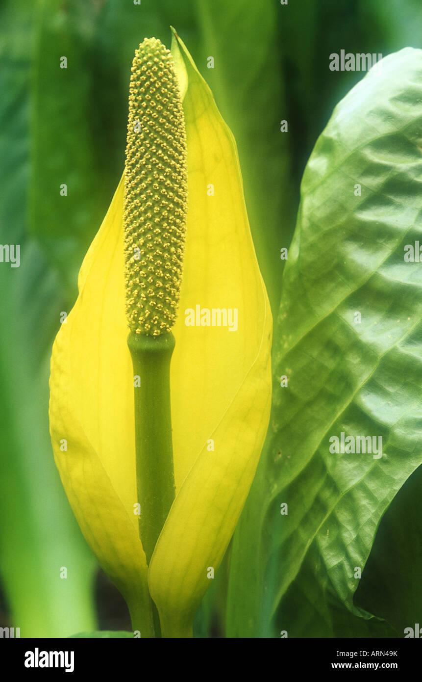 Skunk Cabbage in spring. Broad leafed marsh dweller emanates a characteristic skunk smell, British Columbia, Canada. Stock Photo