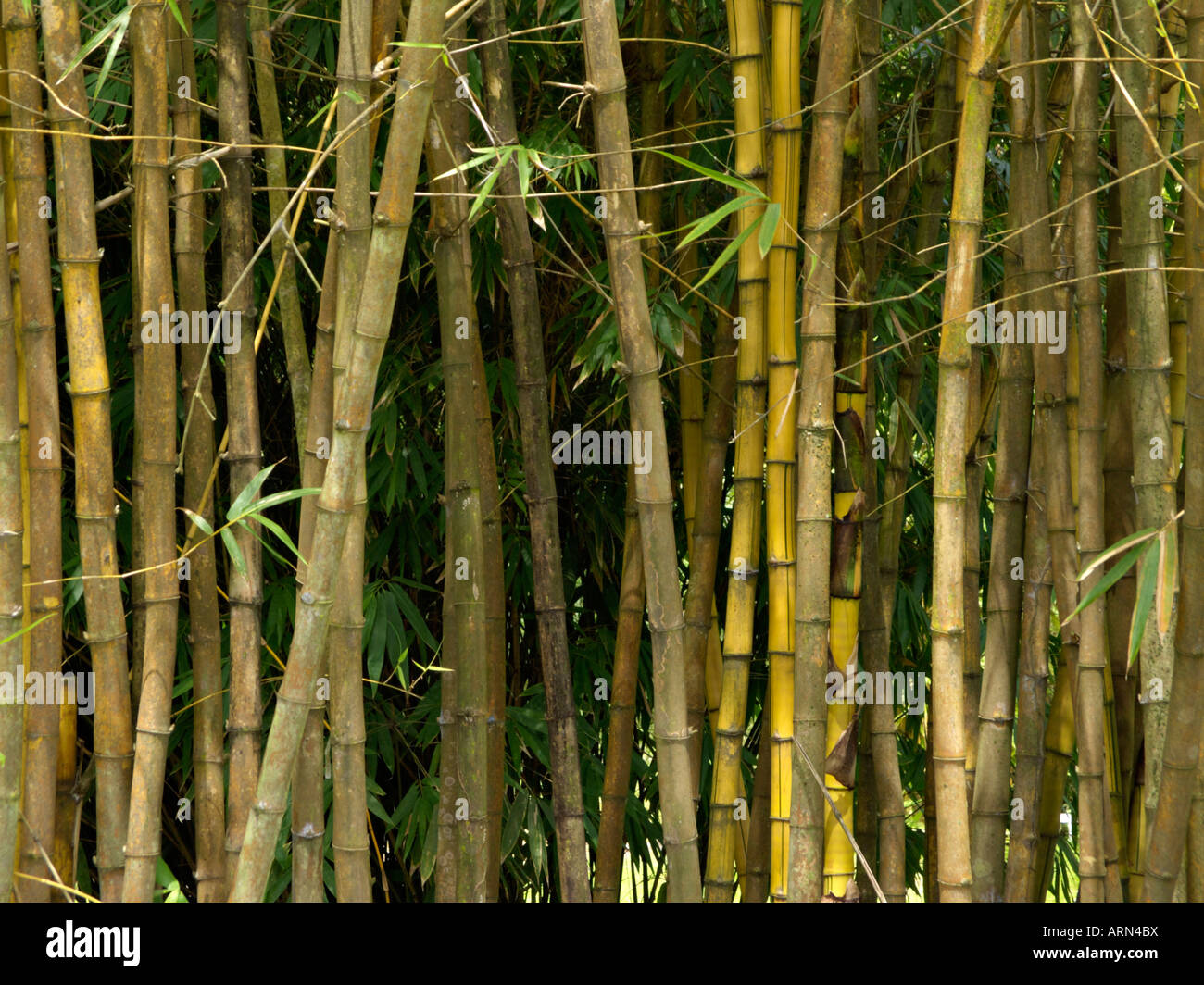 Sacred Bali bamboo (Schizostachyum brachycladum) Stock Photo