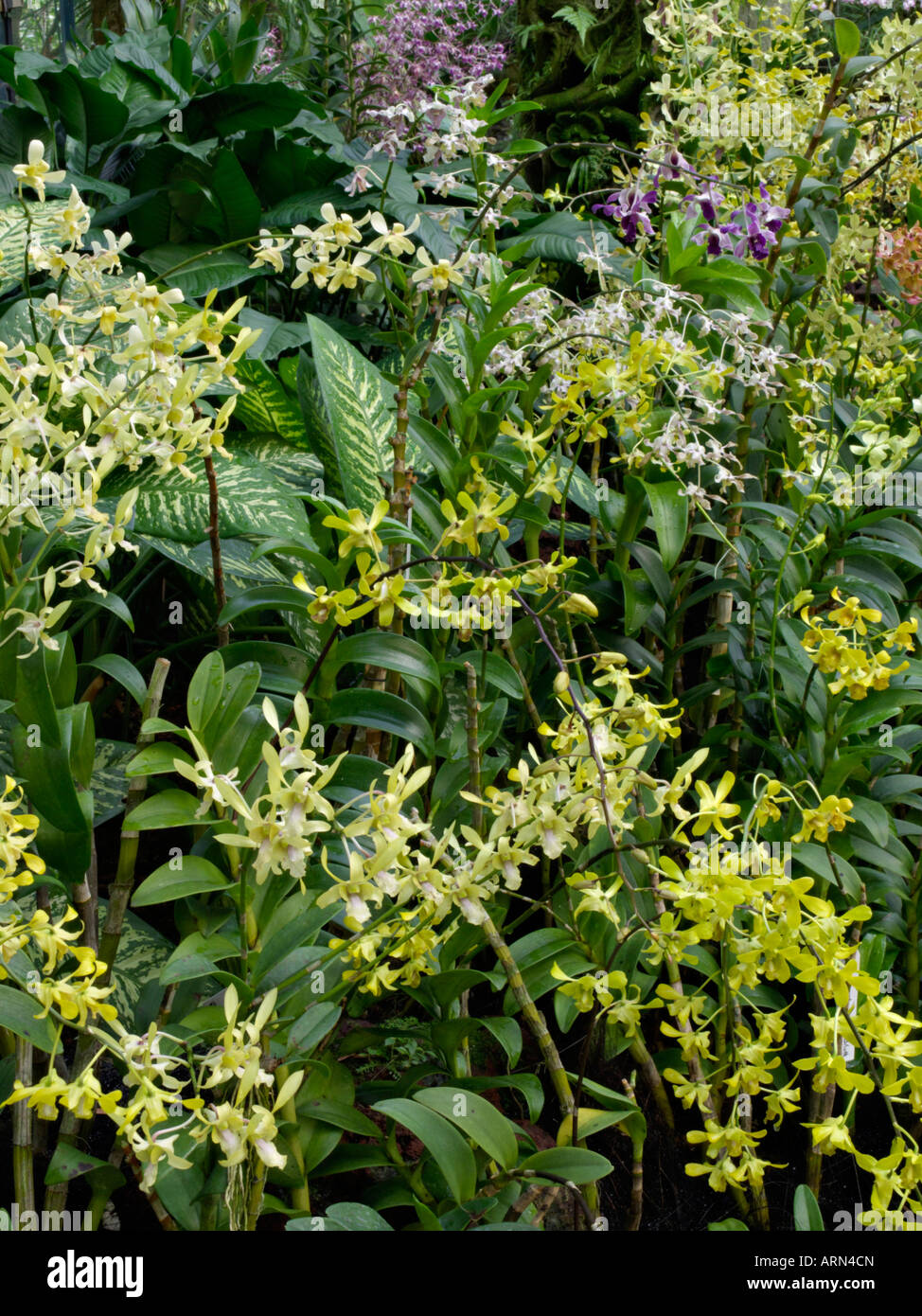 Dendrobium Stock Photo