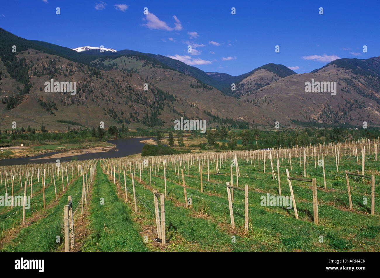 Vineyard along the Similkameen River Valley, south Okanagan, British