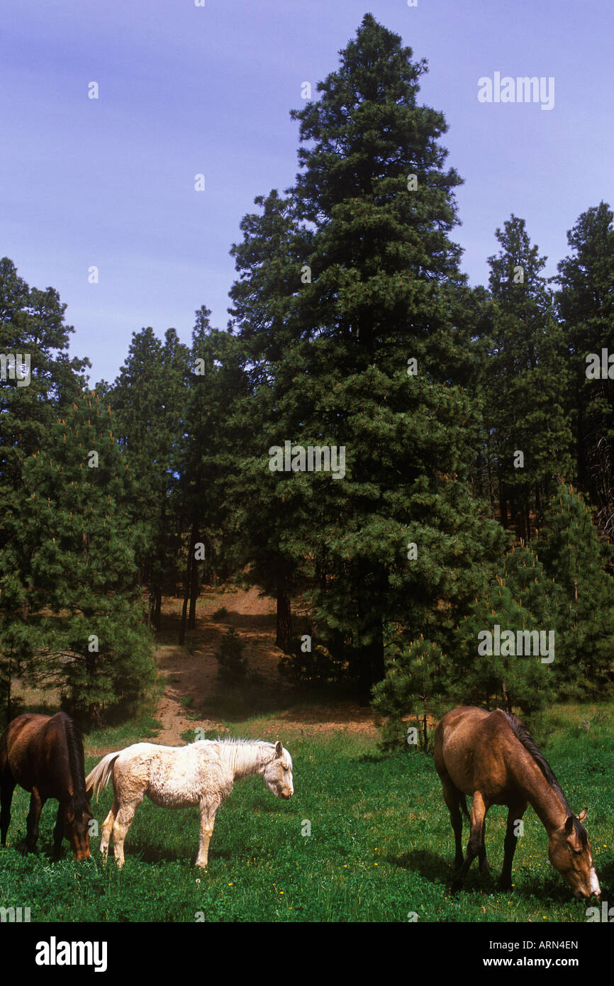 Horses neat Lillooet, British Columbia, Canada. Stock Photo