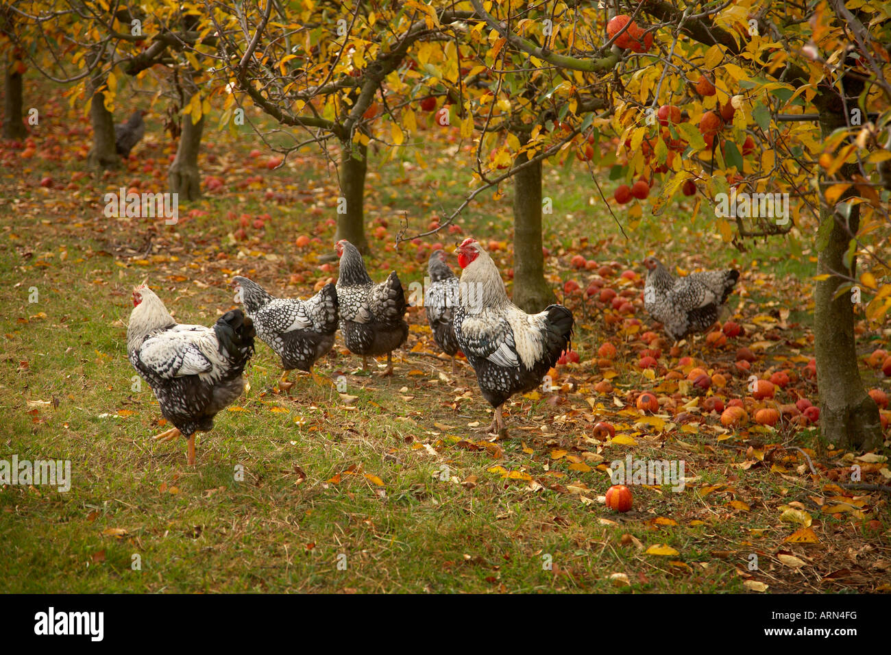 silver laced wyndottes roosters and hen chicken freeranging in orchard Stock Photo