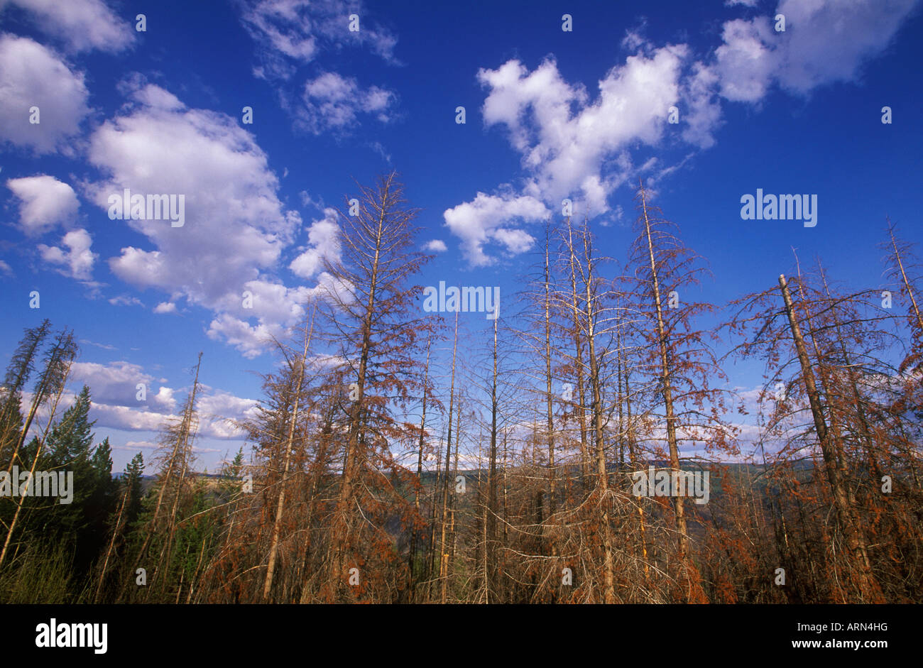 Dying pine trees from insect infestation, near Princeton, British Columbia, Canada. Stock Photo