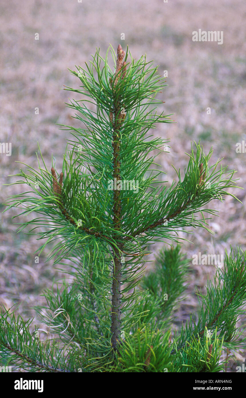 Young Ponderosa Pine tree leader in meadow, British Columbia, Canada