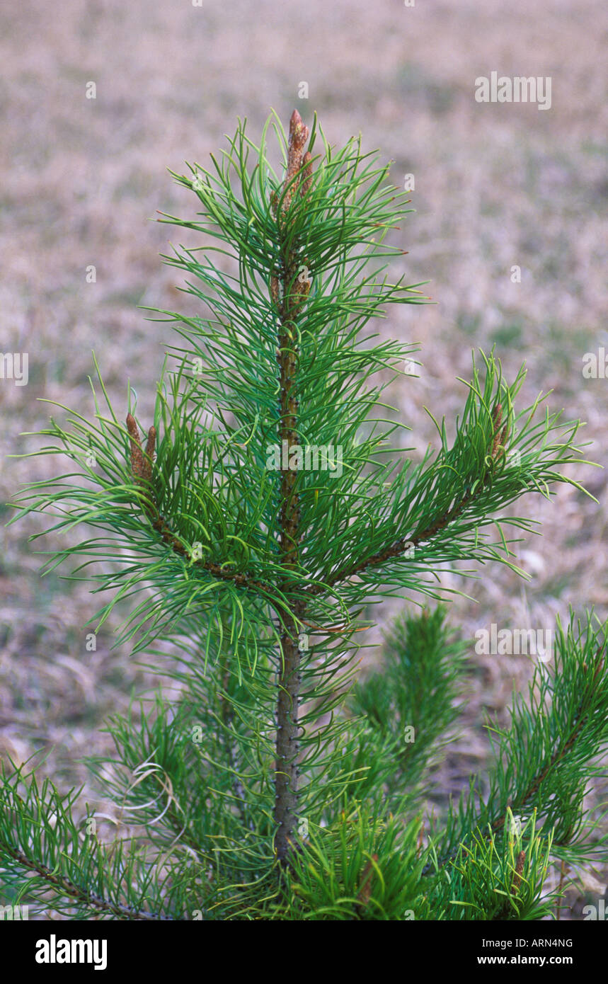 Young Ponderosa Pine tree leader in meadow, British Columbia, Canada Stock  Photo - Alamy