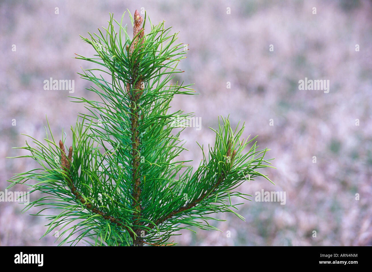 Young ponderosa pine trees hires stock photography and images Alamy