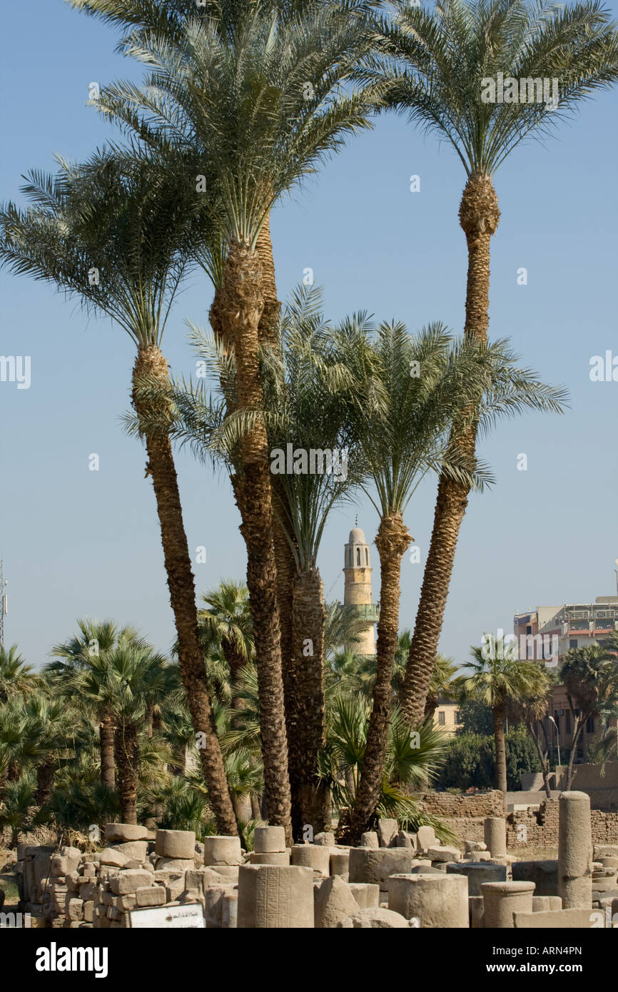 Nile egypt palm trees hires stock photography and images Alamy
