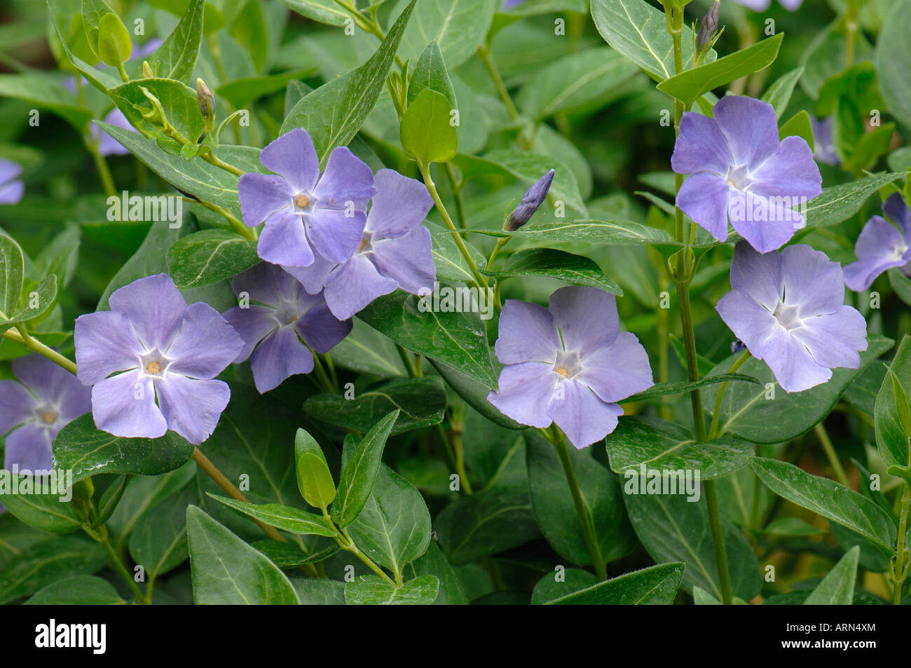 Greater Periwinkle (Vinca major) flowering Stock Photo Alamy