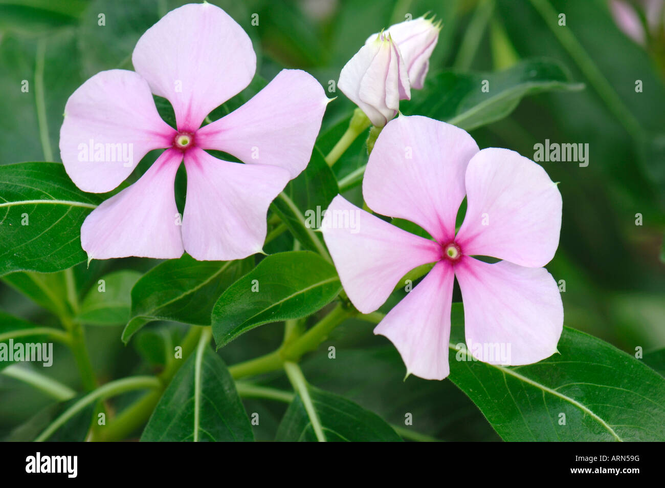 Rosy periwinkle hi-res stock photography and images - Alamy