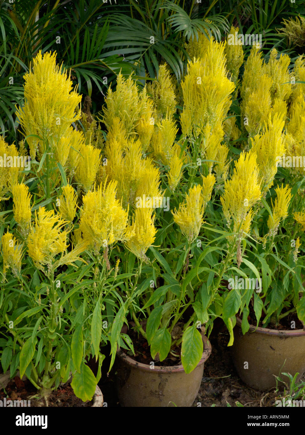 Cockscomb (Celosia argentea var. plumosa Stock Photo - Alamy