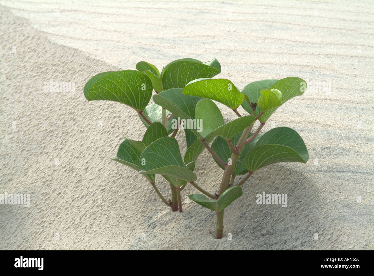Small plant growing on a sand dune on South Padre Island Texas Stock