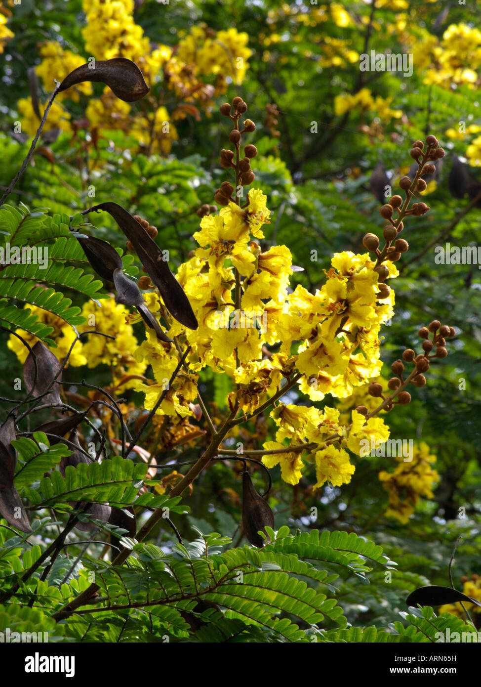 Epipremnum Pinnatum Yellow Flame Number Number 1 Stock Photo - Alamy