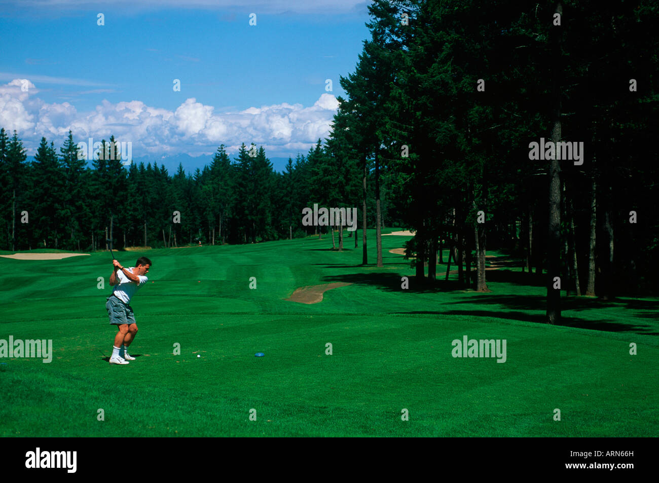 Crown Isle Golf club - golfer driving, Comox, Vancouver Island, British ...