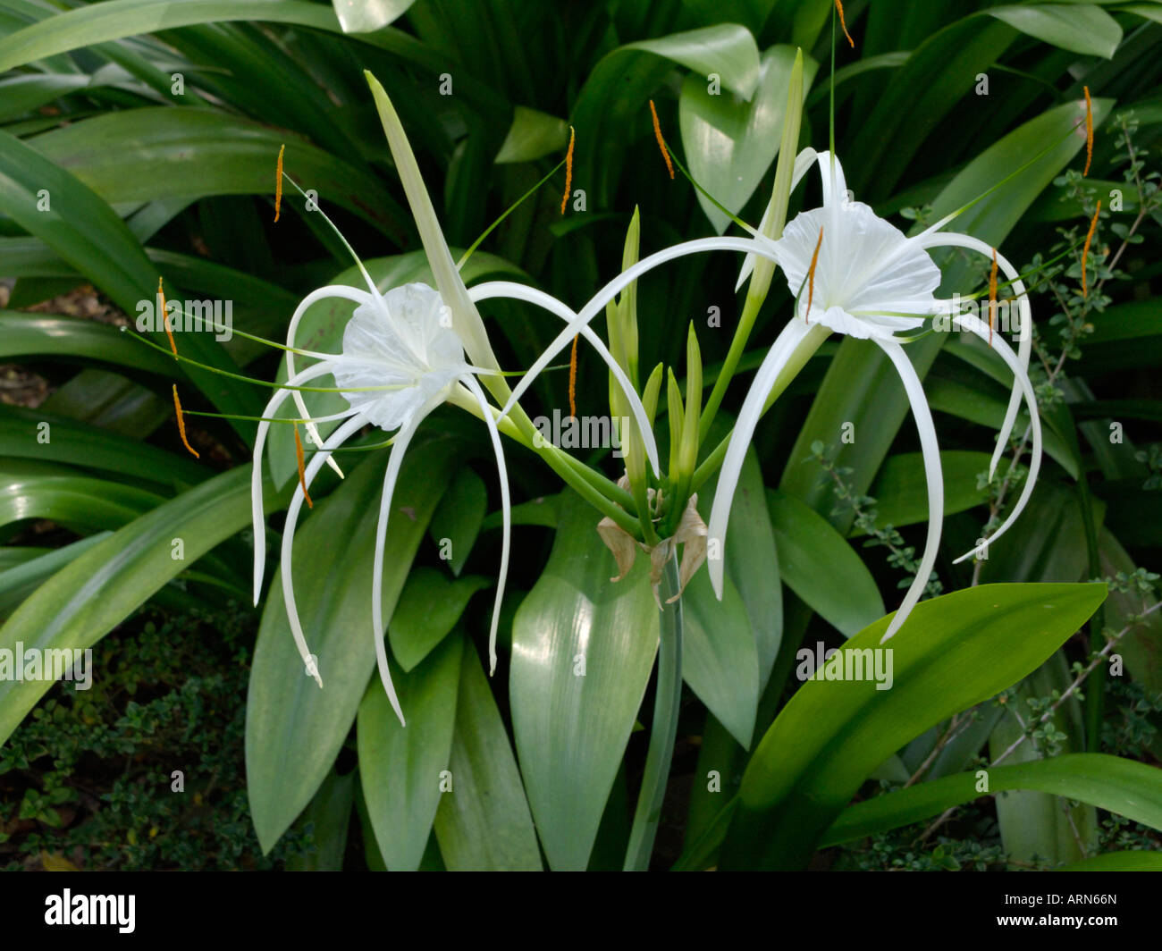 Spider lily (Hymenocallis Stock Photo Alamy